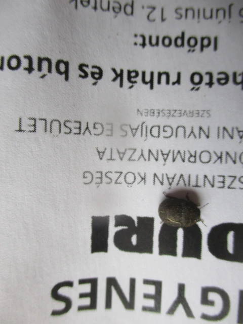 Odontoscelis Odontoscelis