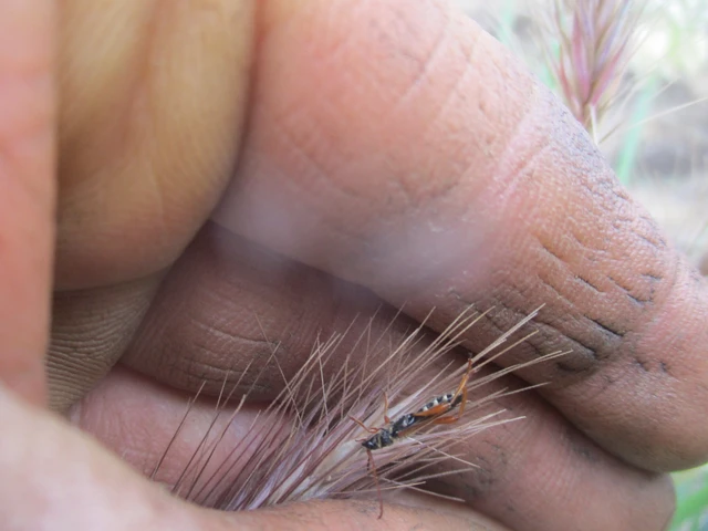 Stenopterus flavicornis - sárgacsápú keskenyfedőscincér