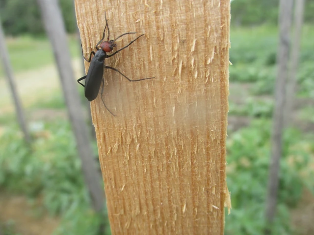 Epicauta rufidorsum - hollóbogár