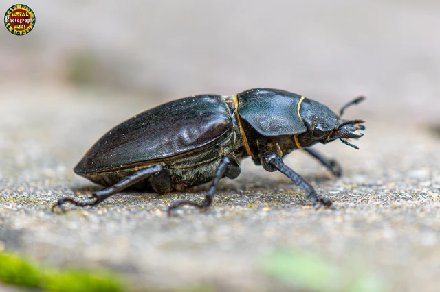 Lucanus cervus - nagy szarvasbogár