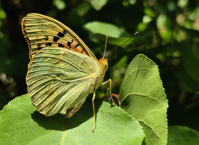 Argynnis pandora - zöldes gyöngyházlepke