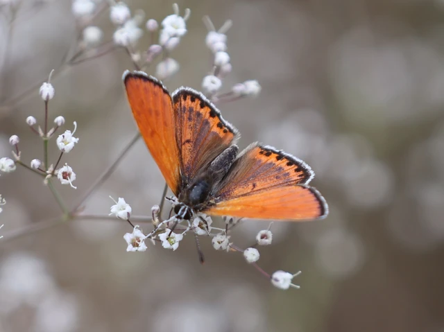 Lycaena thersamon - kis tűzlepke