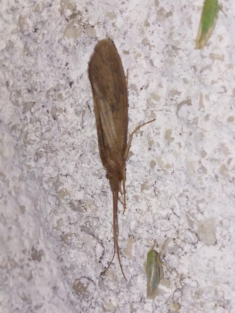 Trichoptera - Tegzesek