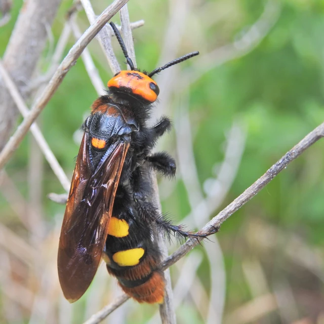 Megascolia maculata - óriás-tőrösdarázs