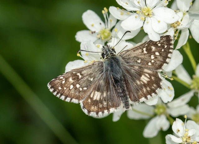 Pyrgus armoricanus - feles busalepke