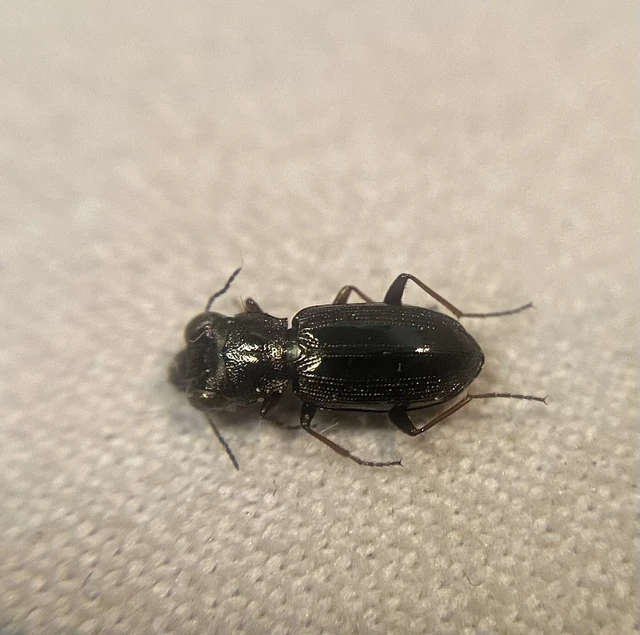 Notiophilus rufipes - vöröslábú szemesfutó
