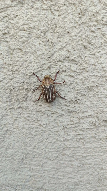 Anoxia orientalis - keleti cserebogár