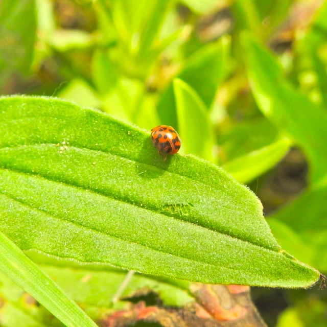 Subcoccinella vigintiquatuorpunctata - lucernaböde