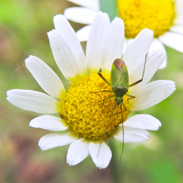 Miridae - mezeipoloskák