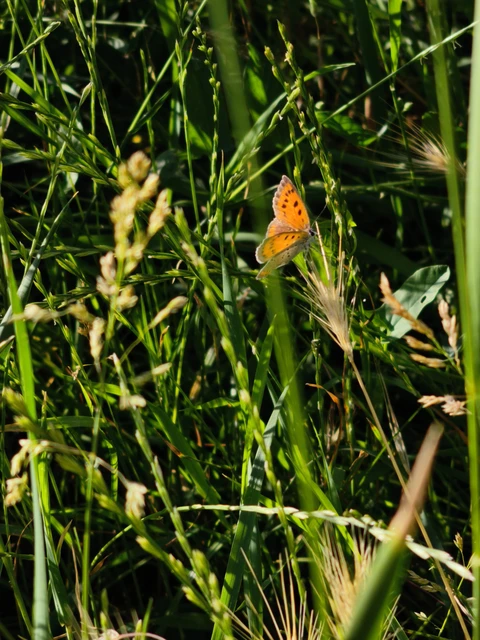 Lycaena dispar rutilus - nagy tűzlepke
