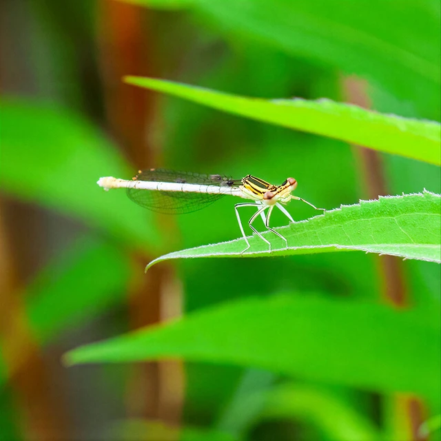 Platycnemis pennipes - széleslábú szitakötő