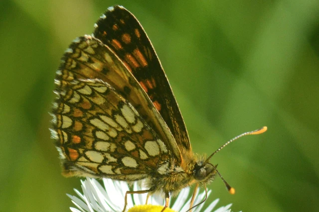 Melitaea britomartis - barnás tarkalepke