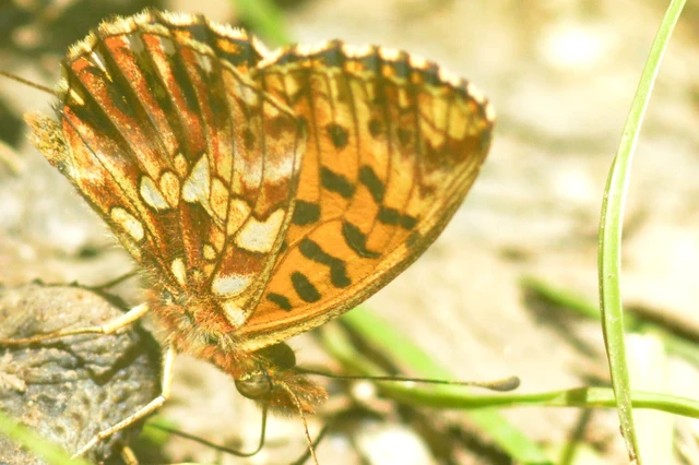 Boloria dia - kis gyöngyházlepke