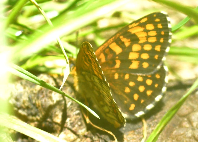 Melitaea athalia - közönséges tarkalepke