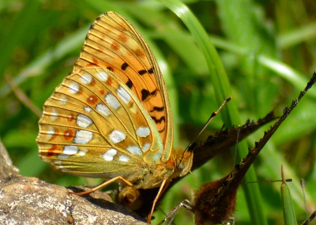 Argynnis adippe - ezüstös gyöngyházlepke