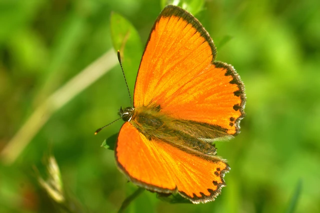 Lycaena virgaureae - arany-tűzlepke