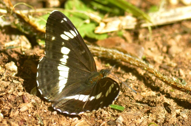 Limenitis camilla - kis lonclepke