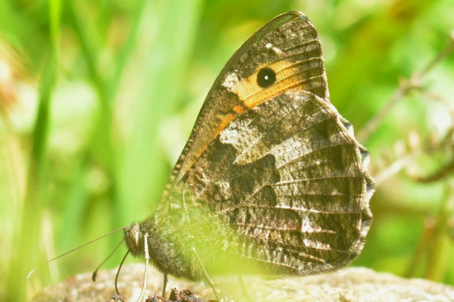 Hipparchia semele - barna szemeslepke