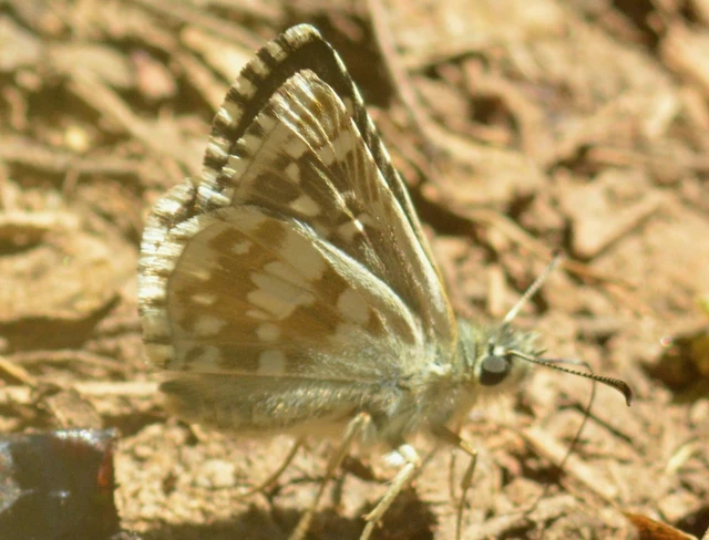 Pyrgus carthami - nagy busalepke