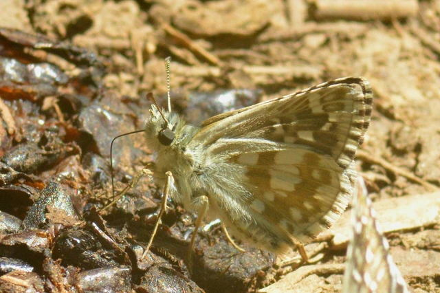 Pyrgus carthami - nagy busalepke