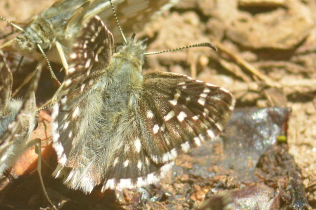 Pyrgus carthami - nagy busalepke