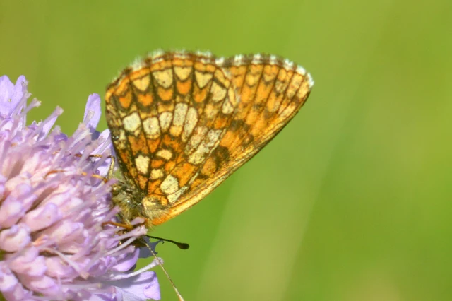 Melitaea britomartis - barnás tarkalepke