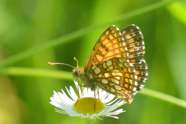 Melitaea britomartis - barnás tarkalepke