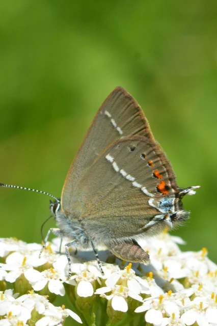 Satyrium spini - kökény-csücsköslepke