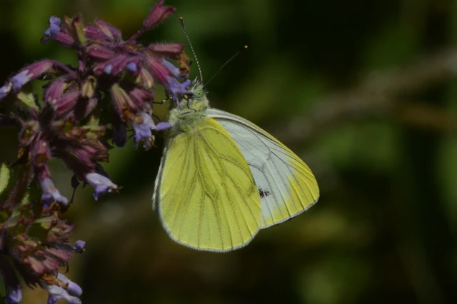 Pieris napi - repcelepke