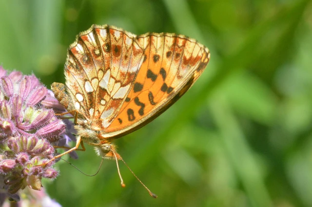 Boloria dia - kis gyöngyházlepke