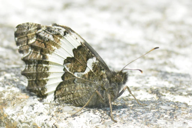 Brintesia circe - fehéröves szemeslepke