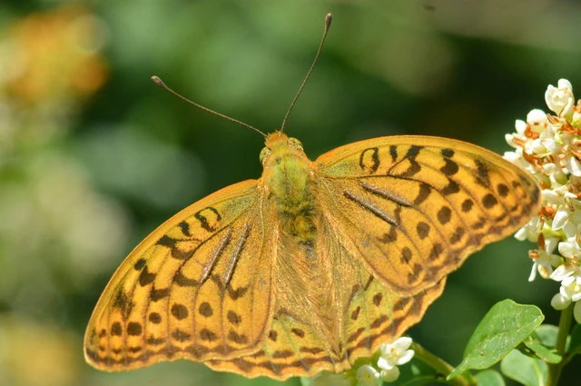 Argynnis pandora - zöldes gyöngyházlepke