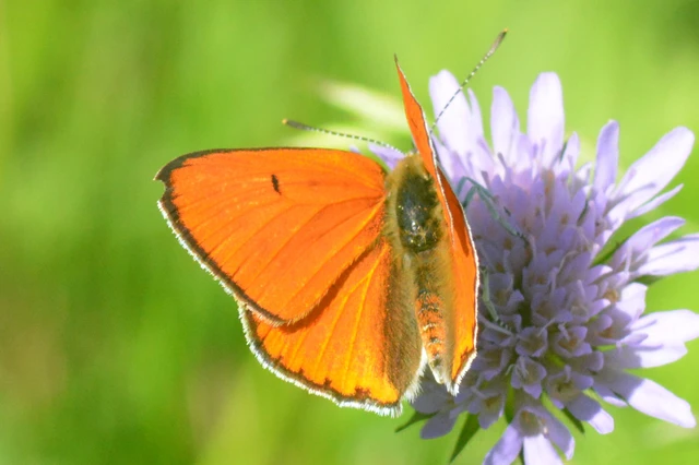 Lycaena dispar rutilus - nagy tűzlepke
