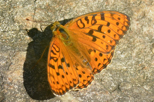 Argynnis adippe - ezüstös gyöngyházlepke
