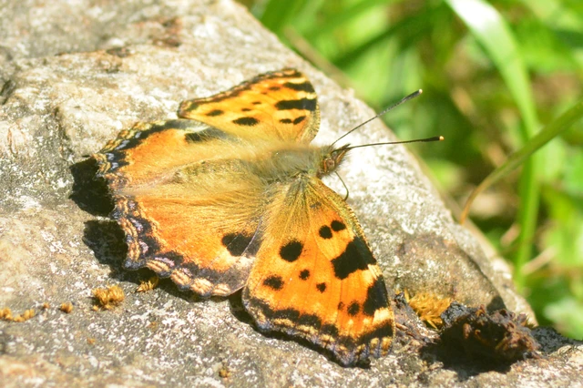Nymphalis polychloros - nagy rókalepke