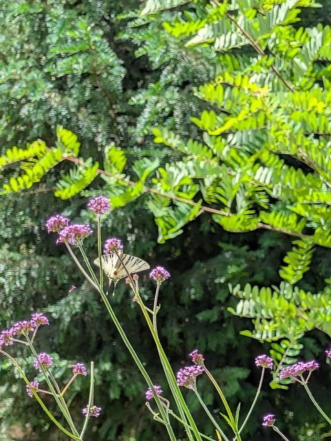 Iphiclides podalirius - kardoslepke