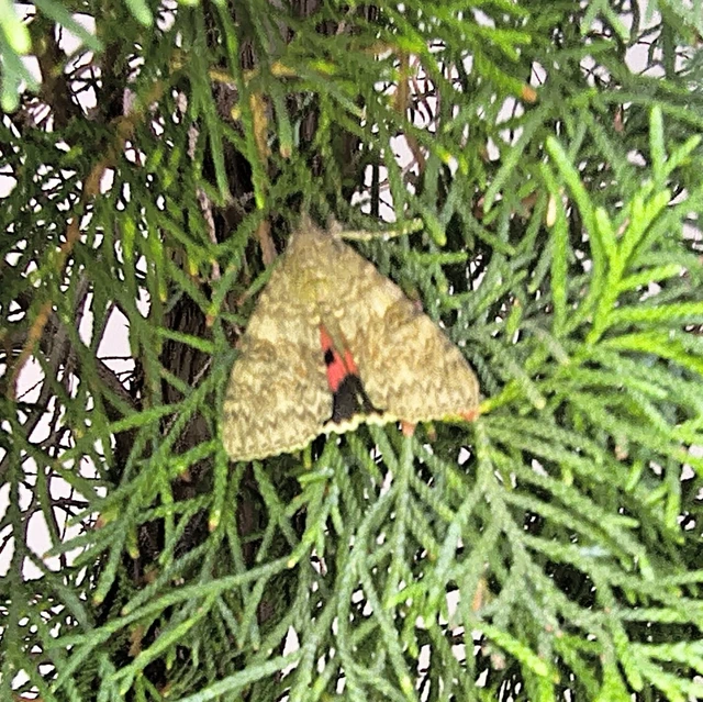 Catocala nupta - piros övesbagoly