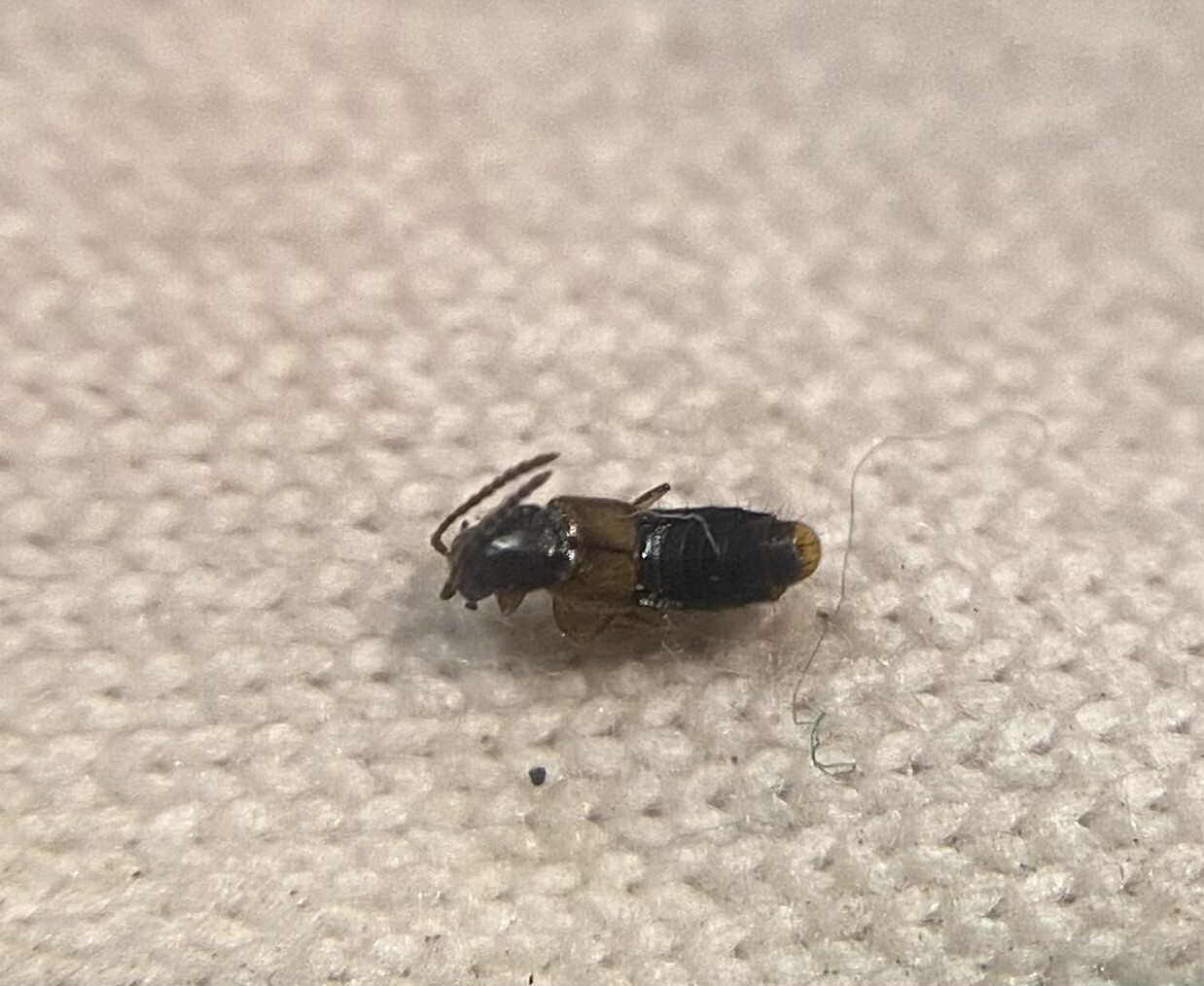 Atheta longicornis - hosszúcsápú penészholyva