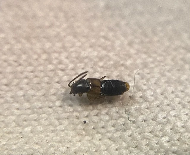 Atheta longicornis - hosszúcsápú penészholyva