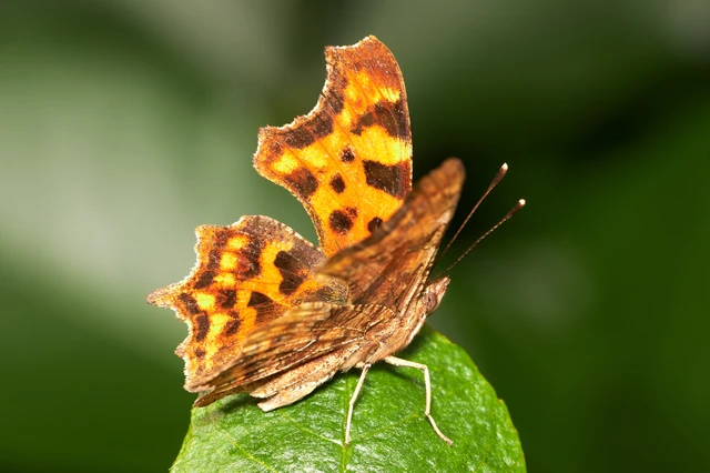 Nymphalis c-album - C-betűs lepke