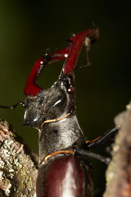 Lucanus cervus - nagy szarvasbogár