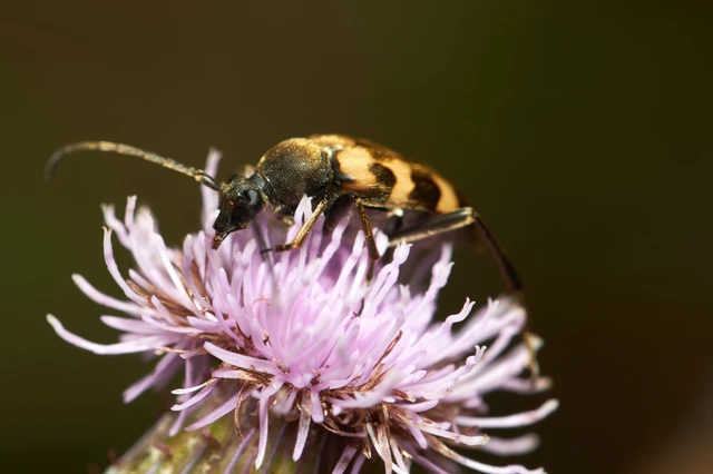 Pachytodes erraticus - rajzos virágcincér