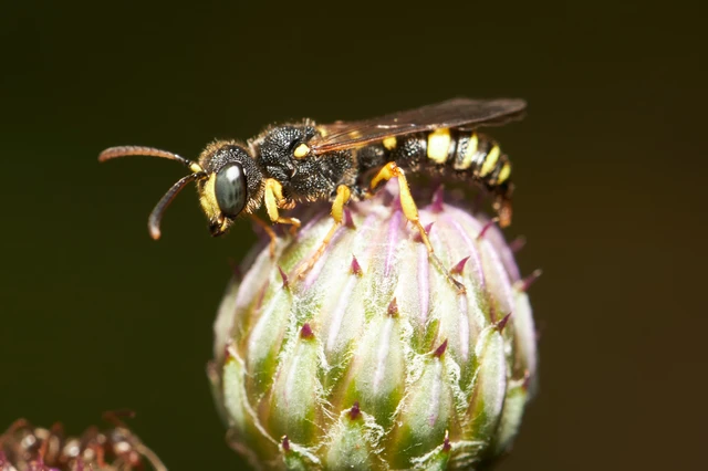 Crabronidae - szitásdarazsak