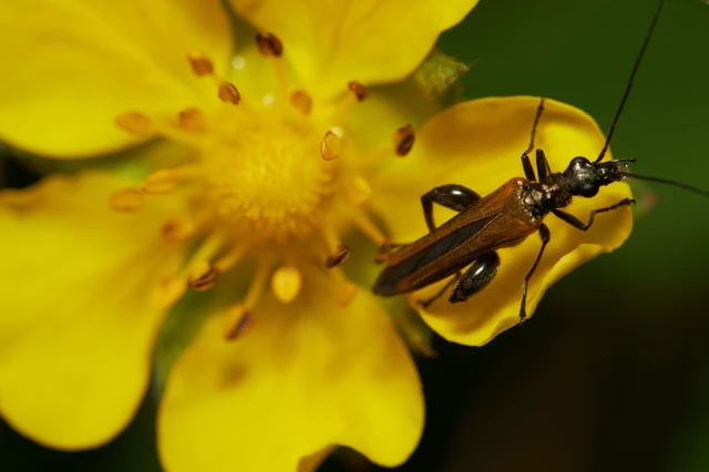 Oedemera femorata - sárgahátú álcincér