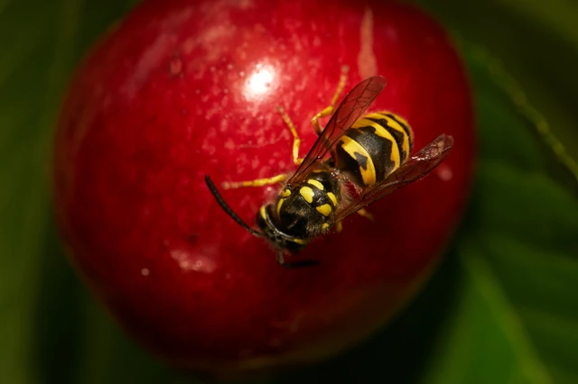 Vespula