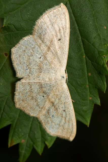 Scopula nigropunctata - feketepettyes araszoló