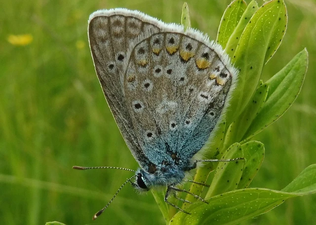 Polyommatus icarus - közönséges boglárka