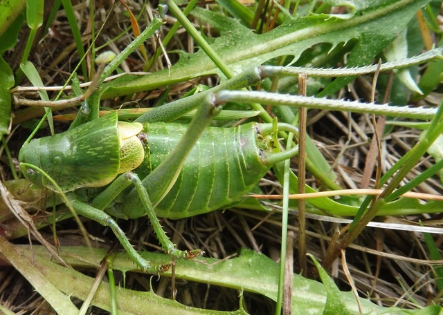Polysarcus denticauda - fogasfarkú szöcske