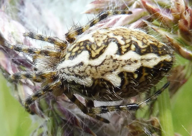 Araneae - Pókok Araneae - Pókok