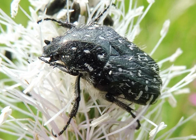 Oxythyrea funesta - sokpettyes virágbogár